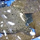 노다지수산 이미지