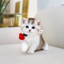 분당고양이분양 고사남 이미지