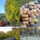 숲마을농원 | 가을 여행지 추천 은행나무숲이 있는[도리마을]주차 먹거리 후기