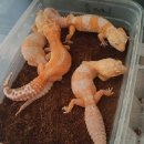 크레도 코리아 이미지