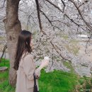 픽테일청주점 | 벚꽃 데이트 :: 2019 뒤늦은 벚꽃 명소후기 , 올해 벚꽃은 다 봤다!