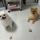 수제간식 만들기 이미지