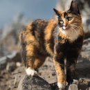 개냥이 세계 이미지