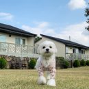 서쪽강생이 이미지