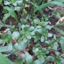 배산농원 이미지