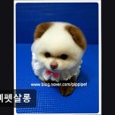 삐삐 펫살롱 이미지