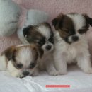 왕자와 공주 이미지