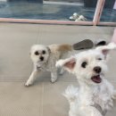 아리스타펫호텔 이미지