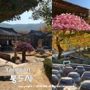 성보수리 | 양산 통도사 단풍 실시간 개화 현황 주차장 요금 꿀팁 서운암 장독대 암자 위치