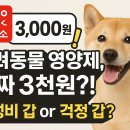 다이소 3천원 반려동물 영양제 실화?! 리베펫 닥터 전격 해부 🐾