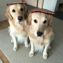 마루세끼 이미지