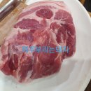 제주부리는돼지 이미지
