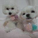 푸리바바 이미지