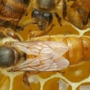 과연 꿀벌들이 죽는이유가 무엇일까?? 이미지
