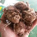 진도허브 이미지