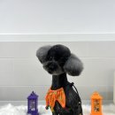 댕댕이 이발소 이미지