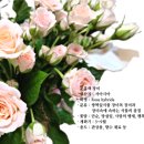 보름;꽃 이미지