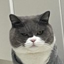 엔젤세탁소 | 실외배변견 필수템 퍼피엔젤 강아지우비ㅋㅋㅋ갱장한 꿀템후기