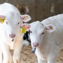 얼룩목장 이미지