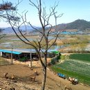 사슴자연 방목장 이미지