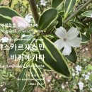 마다가스카르재스민 바리에가타 Stephanotis floribunda Variegata 야생화를 찾아서(184) 이미지