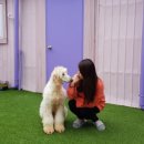 댕댕이 머리방 이미지