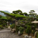 소나무정원 이미지