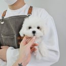 안녕, 멍냥 이미지