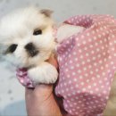 펫 탑 클래스 이미지