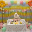 일산애견호텔 애견유치원 맘바이 일산점 이미지