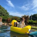 도그매니저 이미지