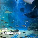 경포아쿠아리움 후기, 작지만 알차다! 주말 가족 나들이로 딱!