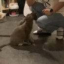 규펫