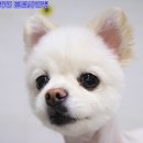 쭈애견미용 이미지