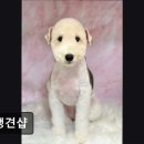 견생견샵 이미지