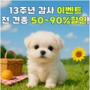아이러브 독 이미지