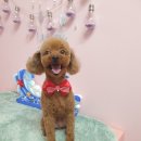 DOG LOVE WITH 란 이미지