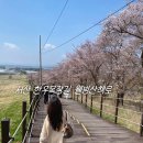 한우목장 | 서산 한우목장 웰빙산책로 벚꽃, 2026 실시간 방문 후기