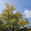 원동길 | (여행) 청도 은행나무 명소 / 가볼만한곳 - 적천사