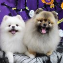 행복한 애견 미용 | 불당동애견미용 아이도 행복한 맞춤형 미용 체험 후기