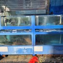 조개회먹는날 | 신선한 회와 얼큰한 매운탕이 맛있는 집, 동태탕에 돌솥밥까지 완벽했어요! 대림역 맛집 조개회 먹는날