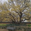 계척시목지 이미지