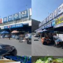 쭈꾸미신화 | 대구 매천시장 활쭈꾸미 알쭈꾸미 신화수산에서 산 솔직후기 가격 시세