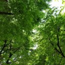 라플라워 이미지