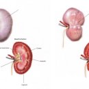 로잔동물의료센터 이미지