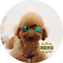 개들의 집 이미지