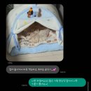 드림독 | [공지] 드림독 인천점 강아지 분양 후기 📩 실제 보호자 후기 모음