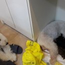 달이네애견미용실 이미지