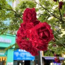 장미의거리 입구 이미지