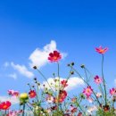 행복한베트남 국제결혼 이미지